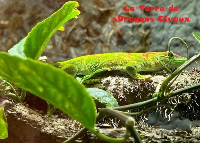 Bin Benaise Sans Linge Nyaraló Pamproux